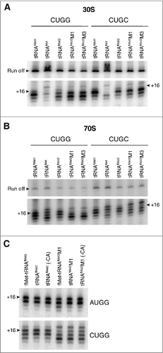 Figure 5. Contribution of nucleotide +4 of mRNA to anomalous toeprint patterns. Toeprints of 30S (A) or 70S (B) complexes containing P-site tRNA (as indicated) paired to mRNA with CUGG or CUGC (as indicated). (C) Comparison of toeprints of 70S complexes carrying acylated, deacylated, or 3′ truncated tRNAfMet2 (as indicated) bound to the P site and paired with AUGG or CUGG (as indicated). Experimental conditions as in Fig. 4, except that incubation time for complex formation was 30 min for the experiments of panel C.