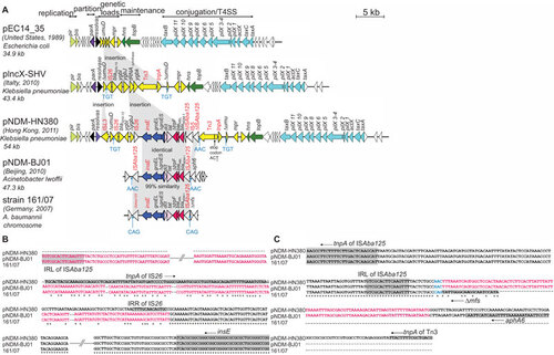 Figure 2 Comparative analysis of (A) linear plasmid maps for three IncX3 plasmids, pEC14_35, pIncX-SHV, pNDM-HN380 and two blaNDM-1-carrying transposon sequences in pNDM-BJ01 and A. baumannii strain 161/07; (B) sequences downstream of insE and (C) sequences upstream of the ISAba125 in the 5′ end of blaNDM-1. The function blocks of the plasmids are indicated above the linear maps. The lengths of the ORFs are drawn in proportion to the size of the ORFs. Homologous ORFs in the plasmid maps are represented in the same colour. Direct repeats and mobile elements are labelled in blue and red, respectively. (B, C) Consensus regions in the aligned sequences of pNDM-HN380, pNDM-BJ01 and 161/07 are marked with asterisk. The sequences identical in pNDM-HN380 and pNDM-BJ01 are coloured green. The ORFs are indicated by grey shading and the arrow next to the label indicates the ORF orientation. The accession numbers were: pEC14_35 (JN935899), pIncX-SHV (JN247852), pNDM-HN380 (JX104760), pNDM-BJ01 (JQ001791) and Acinetobacter baumannii strain 161/07 (HQ857107).