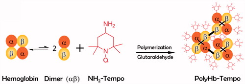 Figure 1. Scheme of PolyHb-Tempol preparation.