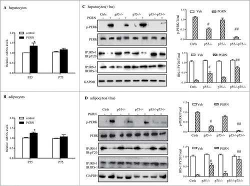 Figure 8. Improvement of PGRN-induced ER stress and insulin-stimulated IRS-1 phosphorylattion by blockade of TNFR in vitro. WT and TNFR1/2−/- cells were treated with vehicle or PGRN (100 ng/ml) for 16 hr. For insulin signaling, cells were stimulated with 10 nM of insulin (Ins) for 10 minutes. Indicators of ER stress and insulin signaling were measured at protein levels. The relative quantity of proteins was analyzed with Quantity One software. (A, B) Relative expression of TNFR1 (p55) receptor and TNFR2 (p75) in hepatocytes and adipocytes treated with PGRN (100 ng/ml) for 16 hr normalized to β-actin (real-time PCR). (C, D) phosphorylated PERK, total PERK, phosphorylated IRS-1 and total IRS-1 of WT, p55−/−, p75−/−, and p55−/− p75−/− hepatocytes and adipocytes. The right is the quantification of proteins phosphorylation with normalization to total protein levels for each molecule under this condition. The data expressed as means ± SEM in each bar graph represent the average of 3 independent experiments. *P < 0.05 vs. vehicle. #P < 0.05, #P < 0.01 vs. PGRN. IB, immunoblotting; IP, immunoprecipitation.