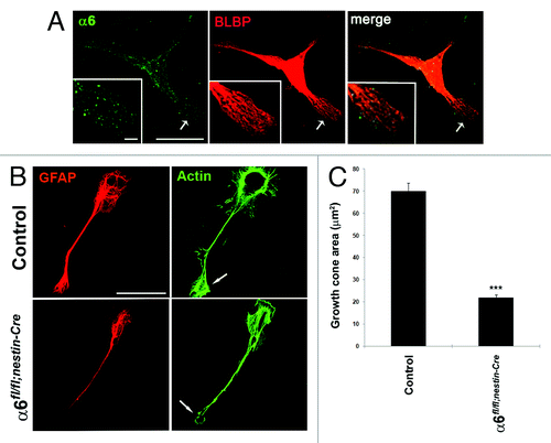 Figure 5. Absence of α6 integrin subunit impairs process outgrowth in Bergmann glial growth cones. (A and B) Primary cerebellar glial cells were plated onto LN/Poly-D-Lysine substrates and analyzed by immunostaining. (A) Detection of α6 integrin subunit (green) and the glial marker BLBP (red).The α6 integrin subunit was expressed throughout glial fibers and located at the tip of glial processes. Insets represent enlargements of the glial process (arrow). Scale bars, 20 μm, 2.4 μm. (B) Immunostaining of GFAP (red) and actin (visualized by staining with phalloidin) (green). Control cells showed actin accumulation at level of the membrane ruffles and the tips of growth cone. By contrast, in α6-deficient glial cells the cell periphery and the leading edge of glial growth cone contained reduced actin amounts. The arrows indicate sites of actin accumulation in the glial cells. Scale bar, 20 μm. (C) Quantification of growth cone area measurements in control and α6fl/fl;nestin-Cre glial cells (n = 10, Student t test ***P < 0.001).