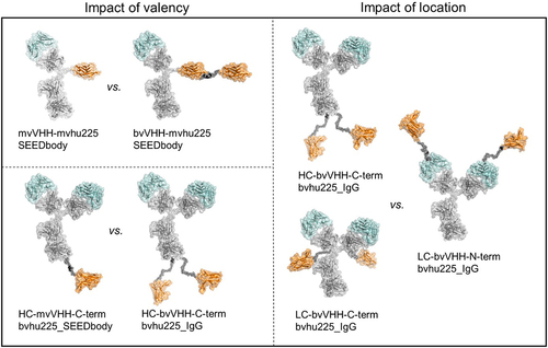 Figure 1. Antibody architecture of bispecific NKp30 × EGFR NKCEs. Structural models of the molecule formats tested in functional assays for their killing capacities of EGFR-expressing cell lines by engagement of human NK cells. NKp30 binding VHH sdAbs (orange) were either used to generate asymmetric bispecific SEEDbody or symmetric bispecific IgG-based NKCEs all harboring one or two humanized Fab entities of cetuximab (hu225, cyan). The impact of monovalent (mv) vs. bivalent (bv) engagement was investigated for NKp30 in combination with mv EGFR (upper left) as well as bv EGFR (lower left) targeting with the depicted VHH-mvhu225_SEEDbody and HC-VHH-C-term-bvhu225 molecules (left panel). To investigate the impact of VHH location in bivalent NKp30- and EGFR-engaging molecules, the IgG-based NKCEs in the right panel were compared. Molecule schemes were generated using PyMol software version 2.3.0.