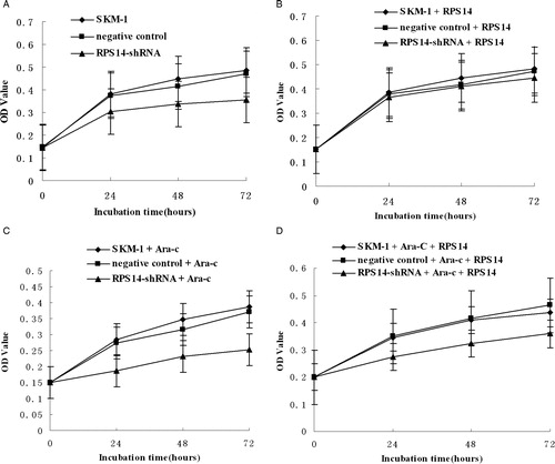 Figure 2. Proliferation of SKM-1 cells evaluated by MTT assay. Cell growth curves were delineated and inhibition rate of cell growth was calculated by measuring absorbance at 490 nm. Data represent means of three replicates. (A) The proliferation of SKM-1 cells transfected with RPS14-shRNA was suppressed significantly when compared with untransfected cells and those transfected with negative control. (B) The proliferation of SKM-1 cells in different groups remained unchanged after treatment with RPS14 at 10 µg/ml. (C) The proliferation of SKM-1 cells transfected with RPS14-shRNA was suppressed significantly when compared with untransfected cells and those transfected with negative control after treatment with Ara-C at 5 mg/ml. (D) The proliferation of SKM-1 cells transfected with RPS14-shRNA was less suppressed when compared with untransfected cells and those transfected with negative control after treatment with Ara-C at 5 mg/ml and RPS14 at 10 µg/ml.