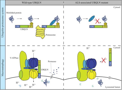 Figure 1. Dual roles of Ubqn/UBQLNs in the UPS and autophagy. In the UPS, UBQLN binds to a polyubiquitinated-misfolded protein, HSP70 and the proteasome via its UBA domain, HSP70-binding domain and UBL domain, respectively, allowing the degradation of the misfolded protein. The common UBQLN mutant found in ALS patients is associated with abnormal HSP70 binding and thus failure in protein degradation through the UPS. Ubqn/UBQLN mediates auto-phagy through the interaction with the v-ATPase. The ALS-associated UBQLN mutant fails to bind to v-ATPase and is less efficient in autophagy degradation in autolysosomes with a feature of elevated lysosomal pH.