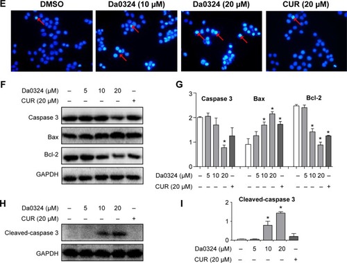 Figure 8 Da0324 induces apoptosis of gastric cancer cells.