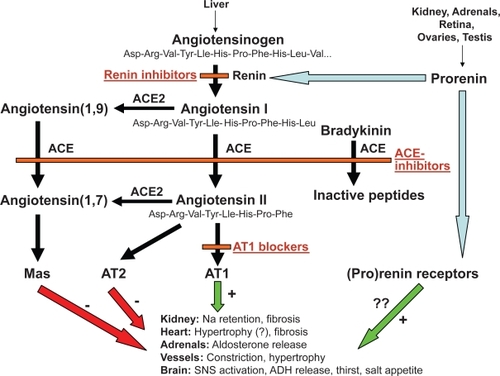 Figure 2 Different levels of pharmacological blockade of the renin-angiotensin system.