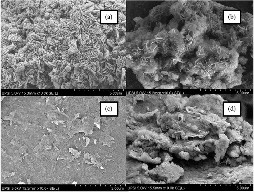 Figure 7. The FESEM micrograph of (a) MgO, (b) MLH–MPP nanocomposite, (c) chitosan and (d) MLH–MPP/chitosan nanocomposite at 10k magnification.