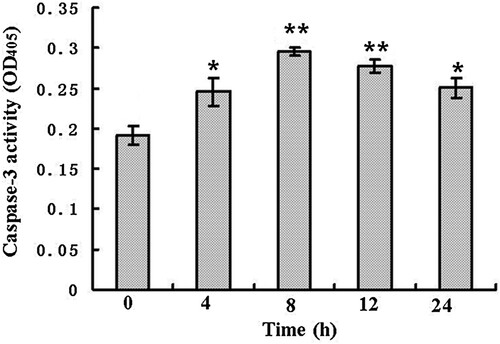 Figure 4. Caspase-3 activity of SL2 cells treated by 50 µM compound 14 for 0, 4, 8, 12 and 24 h (*P < .05, **P < .01).