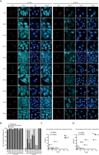 Figure 6. Subcellular localization of Rev and its variants in TNPO1 knockdown cells. (A) Rev-RFP or Rev variants were expressed in HeLa cells that were transfected with control siRNA or TNPO1-targeting siRNA. TNPO1 was detected with anti-TNPO1 antibodies. Representative images are shown. (B) Cells were scored for having only nuclear Rev, only cytoplasmic Rev, or both cytoplasmic and nuclear Rev. 50 cells were examined for each transfection condition. The results are presented in the bar graph. (C, D) Sensitivity of subcellular localization of Rev variants to TNPO1 knockdown correlates with their sensitivity to MxB inhibition. This correlation was calculated either using the percentages of TNPO1 knockdown cells with cytoplasmic Rev (TNPO1-dependent) and the percentages of MxB-expressing cells with cytoplasmic Rev (MxB-sensitive) (shown in (C)), or using the percentages of TNPO1-knockdown cells with nuclear Rev (TNPO1-independent) and the percentages of MxB-expressing cells with nuclear Rev (MxB-resistant) (shown in (D)). The Pearson correlation coefficient (Pearson’s r) was calculated with GraphPad Prism.