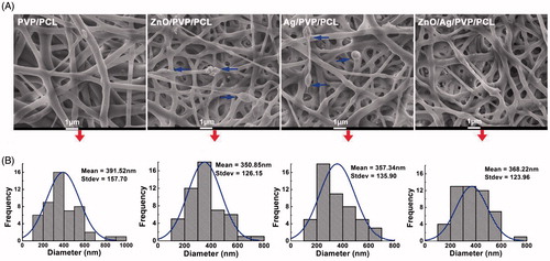 Figure 4. Morphology and in vitro characteristics of ZnO/Ag/PVP/PCL composite nanofibres. (A) Drug-loaded nanofibre formulations visualized by scanning electron microscope (SEM), Scale bar: 1 μm; arrows represent nanoparticle mass. (B) The fibre diameter distribution of drug-loaded nanofibres.