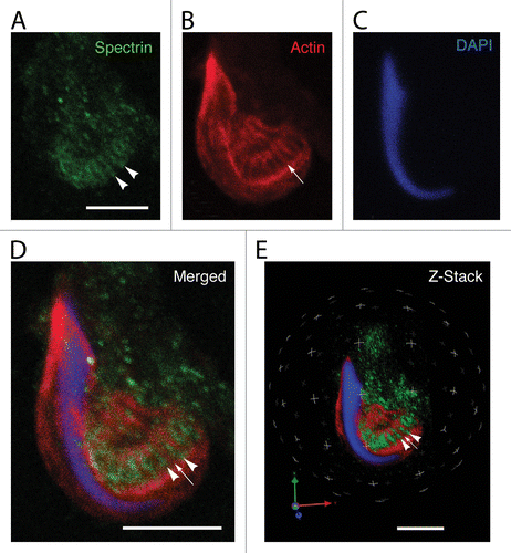 Figure 4. Localization of spectrin in a Sertoli cell apical process containing a late spermatid when analyzed using confocal microscopy. Shown here are projections of an apical process labeled for spectrin (A), actin (B), and DNA (C). The spectrin antibody labels linear tracts (arrowheads in A) that reflect the adjacent positions of actin networks of tubulobulbar complexes (arrow in B). When the projections of the channels are merged, the probe for spectrin is concentrated between the actin networks of adjacent tubulobulbar complexes (D). This is particularly evident when the Z-stacks are analyzed in 3D using Velocity software. A single snapshot of the 3D reconstruction is shown in panel (E). Bars = 5.0 μm.