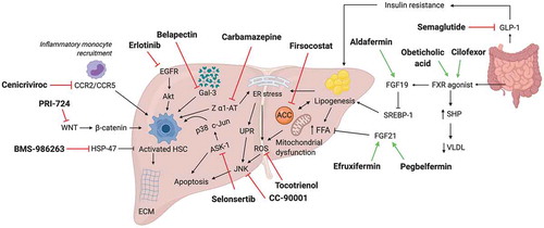 Figure 2. Summary of synthetic drugs being evaluated in phase 2 or phase 3 trials in cirrhosis. Emerging drug candidates and mechanistic targets/pathways are depicted. The majority relate to pathogenesis of nonalcoholic steatohepatitis. CCR2/5, C-C chemokine receptor type 2/5; ER, endoplasmic reticulum; ROS, reactive oxidative species; UPR, unfolded protein response; FFA, free fatty acids; SERBP-1, sterol regulatory element-binding protein 1; SHP, small heterodimer partner; VLDL, very low-density lipoprotein; FGF19/21, fibroblast growth factor 19/21; FXR, farnesoid X receptor; HSP47, heat shock protein 47; p38, p38 mitogen-activated protein kinase; JNK, c-Jun N-terminal kinase; ACC, acetyl-CoA carboxylase; ASK-1, apoptosis signal-regulating kinase 1; GLP-1,glucagon-like peptide 1; WNT, Wingless-related integration site; b-catenin, beta-catenin; Akt, protein kinase B; EGFR, epidermal growth factor receptor; HSC, hepatic stellate cell; Z a1 AT, mutant alpha-1-antitrypsin Z; ECM, extracellular matrix
