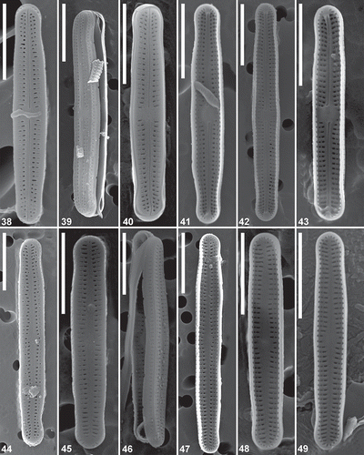 Figs 38–49. Achnanthidium digitatum sp. nov. (MD1). Scanning electron micrographs of culture material. Figs 38–40. SEM external view of a raphe valve (strains SPITS-M2A+B-38, SPITS-M2A+B-32 (type material) & SPITS-EBA-A-22 respectively). Figs 41–43. SEM internal view of a raphe valve (strains SPITS-M2A+B-38, SPITS-M2A+B-32 (type material) and SPITS-EBA-A-22 respectively). Figs 44–46. SEM external view of a rapheless valve (strains SPITS-M2A+B-32 (type material), SPITS-EBA-A-22 & SPITS-M2A+B-14 respectively). Figs 47–49. SEM internal view of a rapheless valve. Fig. 47 represents strain SPITS-M2A+B-32 (type material) and Figs 48–49 represent strain SPITS-EBA-A-22). Scale = 5 μm.