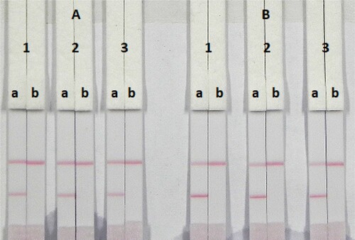 Figure 6. Optimization of the ICA test. (A) Coating antigen concentration (0.05 mg/mL) and (B) coating antigen concentration (0.1 mg/mL). (1) suspension buffer; (2) PVP and (3) PEG. (a) Negative (0 ng/mL) and (b) positive (0.5 ng/mL).