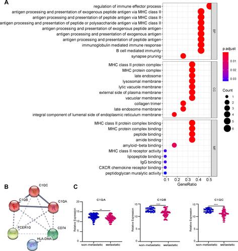 Figure 5 Hub gene screening. (A) The GO analysis of candidate genes. (B) Networks of interactions between 6 genes and K-means clustering. The solid line represents the stronger interaction between the 2 proteins and was clustered into one group, the dashed line represents the not-clustered group. (C) The expression level of 3 genes, C1QA, C1QB, and C1QC, in the combined dataset of 106 samples; blue represents the non-metastatic OS and red represents the metastatic OS. **p < 0.01, ****p < 0.0001.