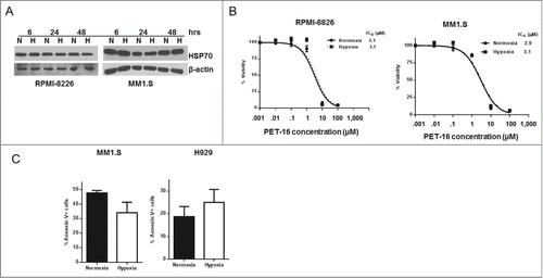 Figure 3. No effect of hypoxia on cytotoxicity by PET-16. (A) MM cells were kept in normoxia (N) or hypoxia (H) for the indicated period of time. Cells were then collected and the level of HSP70 expression was determined by Western blotting. Equal loading was confirmed by re-probing the membrane with antibody against β-actin. The results depicted are representative of multiple independent experiments. (B) MM cells were cultured in the presence of indicated concentrations of PET-16 in normoxia or hypoxia for 72h. Cell viability was measured in triplicate using Resazurin (alamar blue) dye. Error bars mark standard deviations. (C) MM cells were treated with PET-16 (3 μM) for 24 hrs, then collected and apoptosis was determined using Annexin V binding assay. Combined results from 3 independent experiments are shown. Data are presented as mean ± SD.