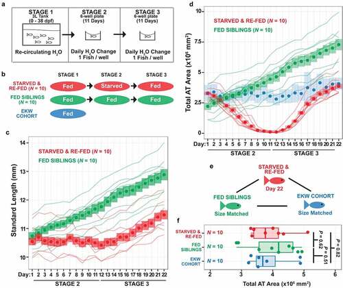 Figure 2. Food restriction and re-feeding in zebrafish. Data taken and re-plotted from Minchin et al. [Citation53]. A. Experimental design showing food restriction (starvation) and re-feeding over the course of 22 days. B. Schematic showing the breakdown of experimental groups at each stage of the experiment. EKE cohort represents size-matched wild-type fish from a previously described cohort (Minchin & Rawls, 2017). C. Growth trajectories of continuously fed (green) and starved and re-fed siblings (red). Lines represent the growth trajectories of individual fish. Circles represent the mean standard length and coloured bars represent the standard deviation of standard lengths. As can be seen, the starved and re-fed animals slow their growth during food restriction (stage 2). D. Analysis of total AT in the starved and re-fed (red), continuously fed (green) and size-matched EKW control zebrafish (blue). As before, lines represent the growth trajectories of individual fish. Circles represent the mean standard length and coloured bars represent the standard deviation of standard lengths. Note the loss of total AT in starved and re-fed animals during stage 2, followed by re-deposition during stage 3 (re-feeding). Note also, that starved and re-fed animals ‘catch-up’ to size-matched wild-type control fish (blue). E,F. Analysis showing the equivalency in size in animals used for comparative analysis.