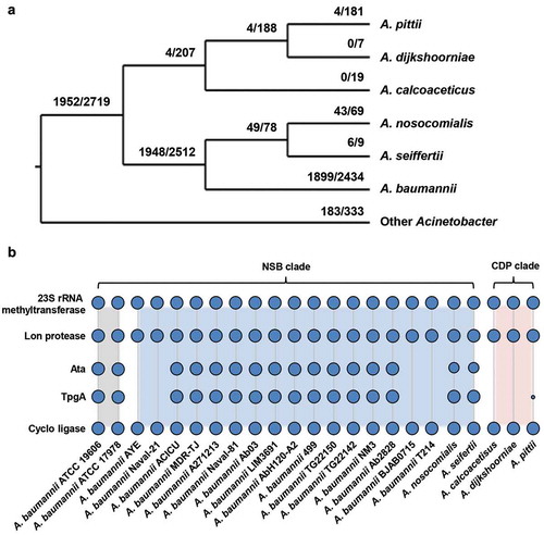 Figure 1. The phylogenetic distribution of ata. (a) The tree displays the prevalence of ata in individual Acinetobacter spp.. Branch labels denote the number of genomes harboring ata vs. the total number of analyzed genomes in the corresponding clade. Species outside the Acinetobacter calcoaceticus-baumannii complex are collapsed into a single taxon named “Other Acinetobacter”. The tree topology follows Poppel et al. [Citation62]. (b) Phylogenetic profile of the A. baumannii ATCC 19606 gene cluster encoding the following five proteins: 23S rRNA methyltransferase – Lon protease – Ata – TpgA – Cyclo-ligase. Blue dots indicate the presence of a gene’s ortholog in the respective taxon. Dot sizes are proportional to the fraction of genomes subsumed in each taxon harboring an ortholog. The presence/absence information is given per strain in the case of A. baumannii and is summarized on the species level for the other species (see Figure 5(a) for the number of analyzed genomes). The profiles of the two reference strains are shaded in grey. Further 16 profiles of A. baumannii strains exemplifying the variation within this species are depicted in the blue shaded area together with profiles of the two further species in the NSB clade. The profiles for the CDP clade are shaded in red. Ata and TpgA orthologs are absent in almost all analyzed genomes in this clade, while the remaining three genes are consistently present.