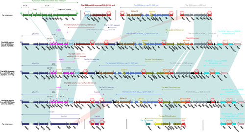 Figure 3 Accessory modules of the MDR region from p1642-tetA and p911021-tetA, and the MDR-2 region from pA1705-qnrS.Notes: Genes are indicated by arrows; genes, moving elements, and other regions are represented by different colors by function; shaded parts indicate regional nucleotide identity is greater than 95%.