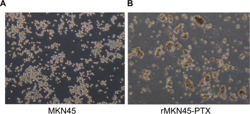 Figure 2 Morphologic differences between MKN45 (A) and rMKN45-PTX (B) under light microscope.Note: rMKN45-PTX formed spheroid bodies (magnification ×40).Abbreviation: PTX, paclitaxel.