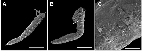 Figure 6. Haplosyllis eldagainoae sp. nov. SEM microphotographs. A, Juvenile. B, Adult in reproductive stage, with last segments developing a stolon. C, Detail of parapodium of a reproductive segment. Scale bars: A = 0.38 μm, B = 0.60 μm, C = 0.86 μm. From Tanzania (MNCN 16.01/13170).