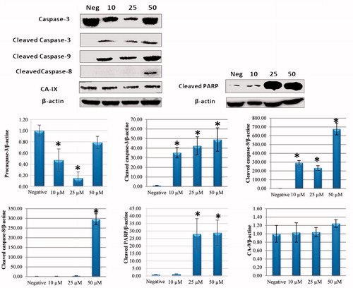 Figure 4. Effect of sulphonamide 1 on apoptosis signalling proteins (cleaved caspase-3, caspase-8, caspase-9, and PARP) and CA IX expression levels in HeLa cells. Cells were treated with compound 1 (0, 10, 25 and 50 µM) for 24 h. Proteins were normalised to the respective β-actin and are presented relative to the value for the untreated control cells. The densitometry quantification of blot was determined by software (Li-Cor Fc). The data are presented as the mean ± SD (n = 3). *p < 0.05 compared with the control.