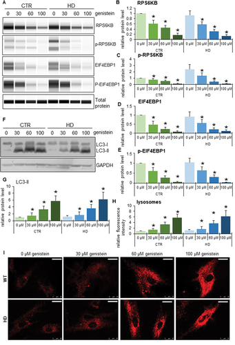 Figure 10. The pathway of autophagy stimulation by genistein in fibroblasts derived from HD patients. Fibroblasts derived from HD patients (HD) or control, healthy persons (CTR) were cultured and treated with either 0.1% DMSO or genistein (at the final concentration of 30, 60 or 100 µM) for 24 h. Representative western blots are shown in panels A and F, and quantification of levels of RPS6KB/S6K, phosphorylated RPS6KB/S6K, EIF4EBP1, phosphorylated EIF4EBP1, and LC3-II is shown in panels B, C, D, E, and G, respectively. The abundance of lysosomes in cells either untreated or treated with genistein, as visualized by LysoTracker Red staining, is shown in panel I, and the results were quantified as indicated in panel H. Panels B-E, G, and I represent mean values from measurements performed with 4 cell lines in each group with error bars indicating SD. Levels of LC3-II were normalized to the GAPDH amount, while levels of other investigated proteins were normalized to the total protein amount. Bars in panel I: 25 µm. Statistically significant differences (at p < 0.05) relative to untreated control (CTR) fibroblasts and HD cells (HD) are indicated by asterisks and hashtags, respectively.