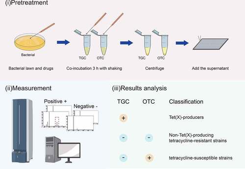 Figure 1. Strategy for identification of Tet(x)-producers and non-Tet(X)-producing tetracycline-resistant strains and tetracycline-susceptible strains using the MALDITet(X)-plus test. Strains that showed peaks of tigecycline metabolite or oxytetracycline metabolite were labeled with “+”