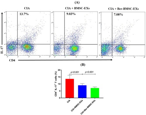 Figure 7. Ber-BMSC-EXs decrease the population of Th17 cells in the joint synovial fluid of CIA rats. (A) The representative flow cytometry data of CD4+ IL-17+ T cells. (B) Percentage of CD4+ IL-17+ T cells in the synovial fluid. Ber-BMSC-EXs show the superior effect than BMSC-EXs. Results are presented as mean ± SD of three independent experiments.