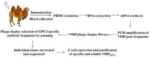 Figure 1 Schematic procedure for the production of phage nano-antibody library.