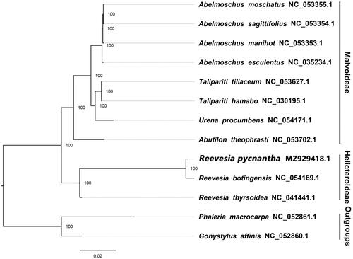 Figure 1. The ML phylogeny of 13 complete plastome sequences of Malvales including the newly sequenced Reevesia pycnantha, Y. Ling 1951. Numbers adjacent to nodes represent bootstrap support values and numbers right of terminal taxon names represent GenBank accession numbers. To the far right, subfamily affiliation within Malvaceae is shown.