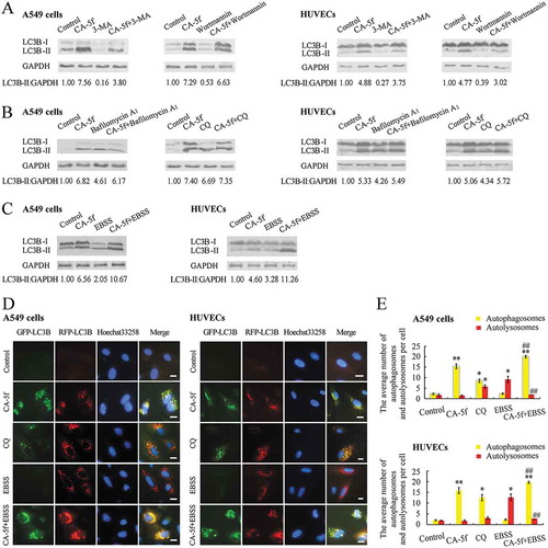 Figure 2. CA-5f inhibits autophagic flux both in A549 cells and HUVECs. (a) Western blot analysis of LC3B-II levels in A549 cells and HUVECs treated with DMSO or CA-5f (20 μM) in the absence or presence of 3-MA (10 mM) or wortmannin (2 μM) for 6 h. (b) Western blot analysis of LC3B-II levels in A549 cells and HUVECs treated with DMSO or CA-5f (20 μM) in the absence or presence of bafilomycin A1 (100 nM) or CQ (30 μM) for 6 h. (c) Western blot analysis of LC3B-II levels in A549 cells and HUVECs cultured in complete medium or EBSS in the absence or presence of CA-5f (20 μM) for 6 h. (d) Fluorescence photographs of A549 cells and HUVECs transfected with mRFP-GFP-LC3B reporter. Cells were treated with DMSO or CA-5f (20 μM) in complete medium or EBSS for 6 h. CQ (30 μM)-treated cells were used as positive controls. Nuclei were stained with Hoechst 33,258. Scale bar: 10 μm. (e) Average number of autophagosomes (yellow) and autolysosomes (red) per cell was figured up and grouped as described in (d). (n = 3; *, p < 0.05; **, p < 0.01 vs. control; ##, p < 0.01 vs. EBSS).