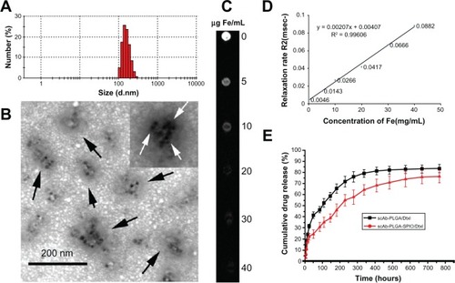Figure 3 (A) Dynamic light scattering histogram showing the size distribution of scAb-PLGA-SPIO/docetaxel. (B) Transmission electron microscopic images of scAb-PLGA-SPIO/docetaxel. The nanoparticles were indicated by black arrows, and SPIO nanoparticles are shown with white arrows. (C) T2-weighted magnetic resonance images (repetition time 5000 msec, echo time 100 msec) of scAb-PLGA-SPIO/docetaxel at various iron concentrations. (D) T2 relaxation rate as a function of the iron concentration of scAb-PLGA-SPIO/docetaxel. (E) In vitro docetaxel release profiles indicate that scAb-PLGA-SPIO/docetaxel showed slower drug release than scAb-PLGA/docetaxel.Note: Results are shown as the mean ± standard error of the mean (n = 3).Abbreviations: Dtxl, docetaxel; PLGA, poly(D,L-lactic-co-glycolic acid); SPIO, superparamagnetic iron oxide.