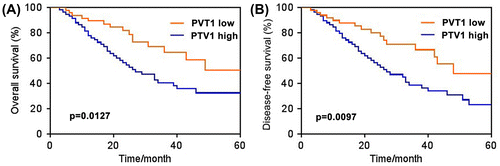 Fig. 2. High level of PVT1 expression indicated poor prognosis. Kaplan–Meier curve comparing time to survival between prostate cancer cells with high (>25th percentile) and low (<25th percentile) PVT1 expression. (A) Overall survival. (B) Disease-free survival. n = 52 in PVT1 low group, n = 59 in PVT1 high group.
