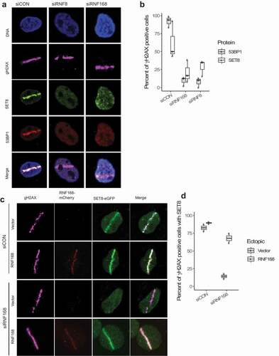 Figure 2. Depletion of RNF8 or RNF168 E3 ligases impairs SET8’s recruitment to DNA damage. (a) Depletion of RNF8 or RNF168 in U2OS cells abrogates SET8’s recruitment to DNA damage. (b) Quantification of RNF8 and RNF168 knockdown results shown in A. For each of the 3 replicates per condition, over 200 γH2AX positive cells were counted per condition to compute the proportion of γγH2AX positive cells that are positive for SET8 or 53BP1 RNF168 (i.e. each dot). Boxplot shows the median of three biological replicates and the box spans the interquartile range. (c) Endogenous RNF168 is depleted via siRNA in U2OS cells. Ectopic expression of empty mCherry fails to rescue SET8; however, ectopic expression of siRNA-resistant form of mCherry-RNF168 can rescue SET8’s to DNA damage. (d) Quantification of RFN168 rescue experiment results shown in C. For each of the 2 replicates per condition, over 100 γH2AX positive cells were counted per condition to compute the proportion of γH2AX positive cells that are positive for SET8 (i.e. each dot). Boxplot shows the median of three biological replicates and the box spans the interquartile range.