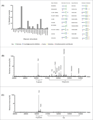 Figure 2. Characterization of Beta8 glycosylation. Relative quantitation of released glycans (Fc and Fab) by 2-aminobenzamide (2-AB)-labeled oligosaccharide profiling (A). Site-specific glycan analysis by reduced antibody LC-MS of heavy chain combined, de-convoluted mass spectra for Beta8 (B) and the aglycosylated Beta8-AG (N59Q) variant (C).
