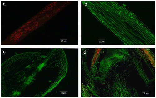 Fig. 3. Transient expression of MaFT:GFP was observed under inverted fluorescence microscope at 3 days post infiltration.