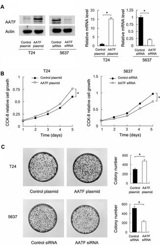 Figure 2 AATF positively regulates GC cell proliferation. (A) Transfection and siRNA knockdown efficiencies were confirmed by Western blot and RT-qPCR in T24 and 5637 cell lines, respectively. (B) CCK8 showed that growth rate was increased in T24 cells with AATF overexpression, while the cell growth rate was decreased in 5637 cells with AATF siRNA knockdown. (C) Colony formation assay demonstrated that colony counts were higher in T24 cells with AATF overexpression. AATF knockdown downregulated colony numbers formed by 5637 cell line. * p < 0.05.