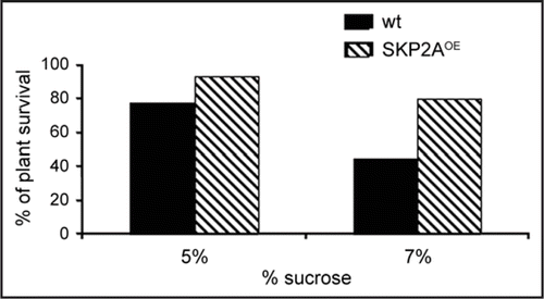 Figure 2 SKP2A overexpression increased the percentage of plants that survived when grown in high concentration of sucrose. Control and SKP2AOE plants were grown on MS medium with different concentration of sucrose during 14 days. SKP2A overexpression increased plant survival when they are grown in a MS medium with 5% or 7% of sucrose. All plants survived when they were grown in MS medium with 1% or 3% (data not shown).