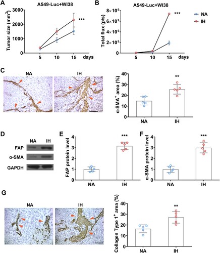 Figure 7. Intermittent hypoxia promotes the growth of fibroblasts in lung cancer xenograft tumor in mice. (A) Tumor size of co-inoculation of A549-Luc and WI38 fibroblast cells (1: 3) on mice in normal air (NA) or treated with intermittent hypoxia (IH). (B) The tumor burden of A549-Luc was determined by BLI. (C) The enrichment of fibroblast in co-inoculation tumors was determined by IHC on α-SMA (indicated by red arrows) on day 15. (D-F) The protein level of FAP (D and E) and α-SMA (D and F) in co-inoculation tumor from mice in normal air (NA) or treated with intermittent hypoxia (IH) on day 15. (G) The fibrogenesis in co-inoculation tumors was determined by IHC on Collagen type 1 (indicated by red arrows) on day 15. n = 5 mice.