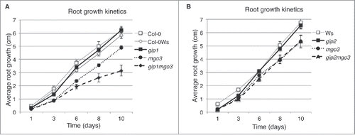 Figure 1. Comparative analysis of primary root growth of gip1, gip2, mgo3, gip1mgo3 and gip2mgo3 mutants and WT. (A-B) Plantlets were grown on ½ MS and growth was followed from day 1 to day 10 after germination. Three independent experiments were performed. SDs are indicated, n = 35, P < 0.05.