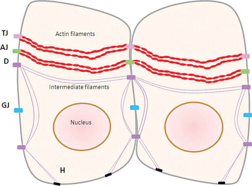 Figure 1. Structure of cell-to-cell adherence in gingival epithelial cells.TJ: tight junctions (occludin, claudin, ZO-1, ZO-2, ZO-3), AJ: adherens junctions (cadherin), GJ: gap junctions (connexin), D: desmosome, H: hemidesmosome