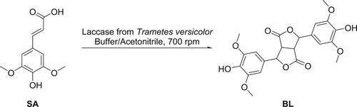 Scheme 3. Laccase-mediated synthesis of BL from SA.