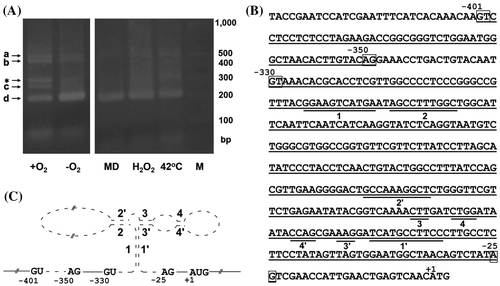 Fig. 5. Post-transcriptional regulation of thiA by thiamine riboswitch.