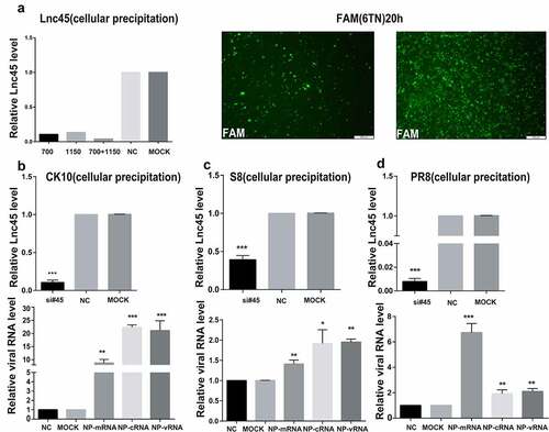 Figure 7. Knockdown Lnc45 highly promotes viral replication of different subtypes IAV in 6TN cells (cellular precipitation). (a left panel) 6TN cells were transfected with siRNA700 or siRNA1150, respectively or co-transfected with siRNA700 and siRNA1150. The interference efficiency of Lnc45 was measured using by qPT-PCR. (a right panel) Transfection efficiency of 6TN cells was determined through FAM (green) fluorescence intensity after 20 h. (b, c, d upper panel) 6TN cells were co-transfected with siRNA700 and siRNA1150 for 24 h, and then followed by infection with different subtypes IAV (CK10 (b), S8 (c) and PR8 (d)) virus (1MOI, 24 h), respectively. The interference efficiency of Lnc45 was measured using by qPT-PCR. (b, c, d lower panel) The total RNA of 6TN cellular precipitation was extracted for qRT-PCR at 24 h pi. Viral NP mRNA, cRNA, vRNA expression was normalized to GAPDH using the 2−ΔΔCt method. The data represents the means ± SD of three independent experiments. * P < 0.05, ** P < 0.01 and *** P < 0.001, shown as significant different compared with the result of the mock control cells