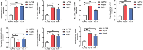 Figure 7 Validation of the mRNA expression levels of 7 genes in HCC cell lines. Real-time PCR was used to detect the expression of the ITGA5, MEP1A, P2RX4, RIPK2, SERPINE1, SLC7A1 and SRI genes. The expression of ITGA5, MEP1A, P2RX4, RIPK2, SLC7A1 and SRI was upregulated in the HCCLM3 cell line compared with normal liver cells, whereas that of SERPINE1 was downregulated. *P < 0.05, **P < 0.01, ***P < 0.001.