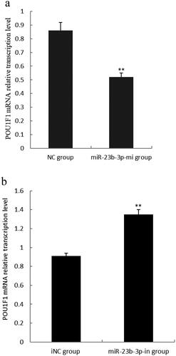 Figure 6. Effect of miR-23b-3p on transcription level of POU1F1 mRNA in pituitary cells of Yanbian yellow cattle. (a) The relative transcription level of POU1F1 mRNA in pituitary cells transfected with miR-23b-3p mimics. Mimics (miR-23b-3p-mi group) and mimics control substance (NC group) of miR-23b-3p were transfected into pituitary cells of Yanbian yellow cattle, with three replicates in each group. Compared with NC group, the column marking** showed extremely significant difference (P<0.01); (b) The relative transcription level of POU1F1 mRNA in pituitary cells transfected with miR-23b-3p inhibitor. Inhibitor (miR-23b-3p-in group) and inhibitor control substance (iNC group) of miR-23b-3p were transfected into pituitary cells of Yanbian yellow cattle, with three replicates in each group. Compared with iNC group, the column marking** showed extremely significant difference (P<0.01). β-actin was used as an internal reference.