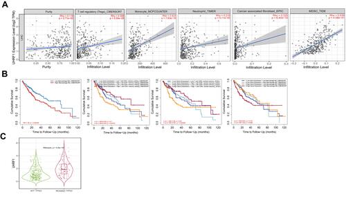 Figure 5 Correlation analysis and prognosis analysis between UHRF1 and immune infiltration. (A) The correlation between tumor immune infiltrated cell levels and UHRF1 expression in HCC. (B) Cumulative survival of UHRF1 expression with immune infiltration status in HCC. (C) The expression of UHRF1 was positively correlated with the mutation of TP53.