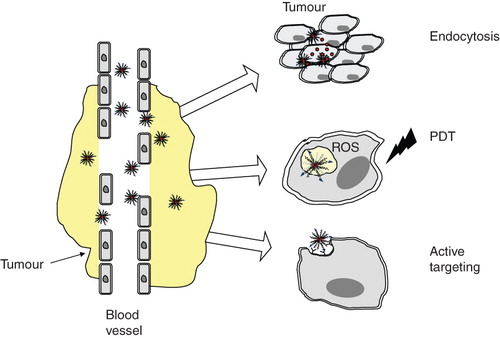 Figure 3. Schematics of possible ways for PEG-PE-based micellar nanocarrier-mediated cancer therapy. Following the accumulation in a tumour due to EPR effect, micelles can be taken up by cells via endocytosis and release drug. In case of photodynamic therapy (PDT) micellar photosensitizer exerts its cytotoxic effect due to generation of reactive oxygen species (ROS) upon activation at a specific region (tumour) with a laser. Micellar nanocarriers can be made ‘targeted’ by attaching tumour cell-specific ligands to their surface.