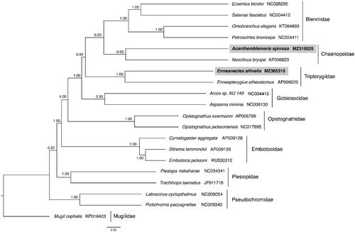 Figure 1. Phylogenetic tree of Acanthemblemaria spinosa, Enneanectes altivelis and 18 related species within the Ovalentaria based on 12 concatenated mitochondrial protein coding genes using Bayesian Inference (BI) methods. Nodes are labeled with the BI posterior probabilities. The concatenated PCG sequences of Mugil cephalus (KP018403) were used as an outgroup.